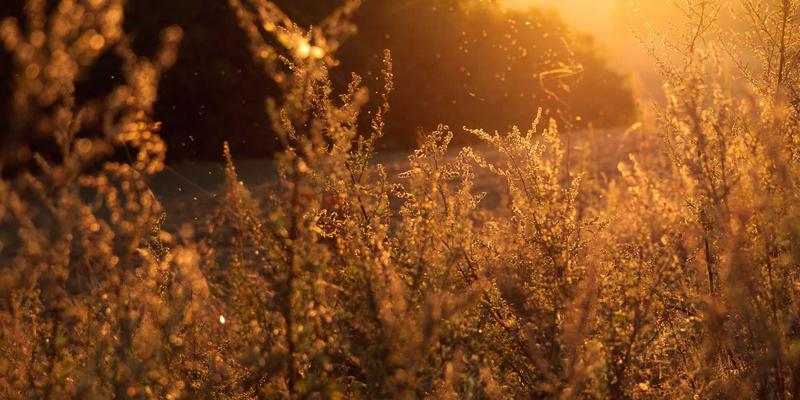 YT725：驱动现代软件开发与IT解决方案的核心引擎