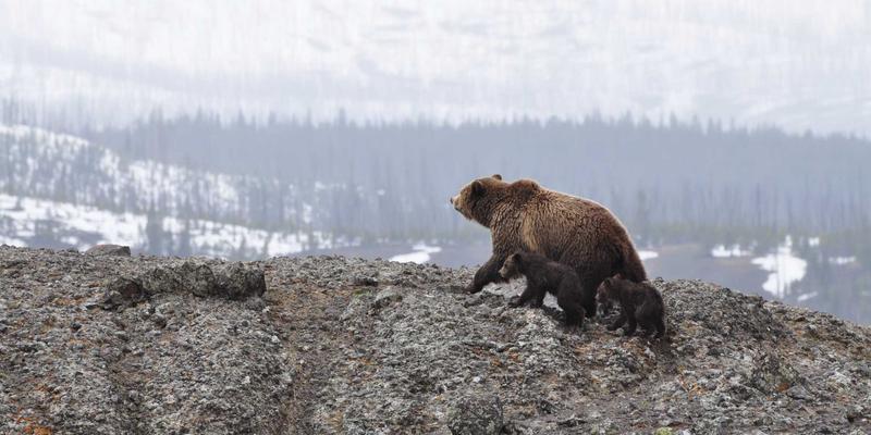 从SD-WAN到SASE：网络与安全的融合演进之路 | 技术博客