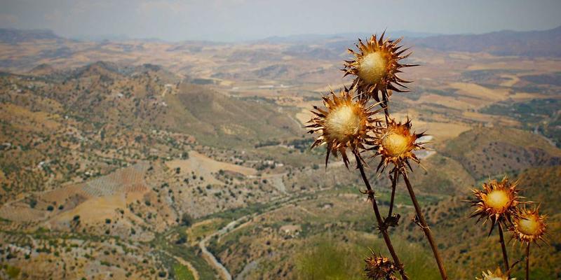 技术博客 | 编程视角下的广域网优化：SD-WAN与云访问安全代理的协同实践