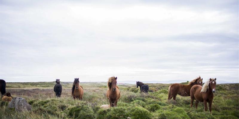 编程赋能网络：基于意图的网络(IBN)如何实现自动化与智能化运维