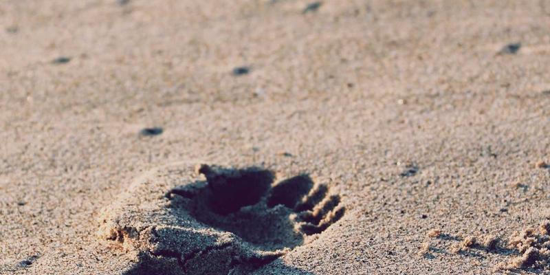 网络技术11：从技术博客到软件开发的全栈实践指南