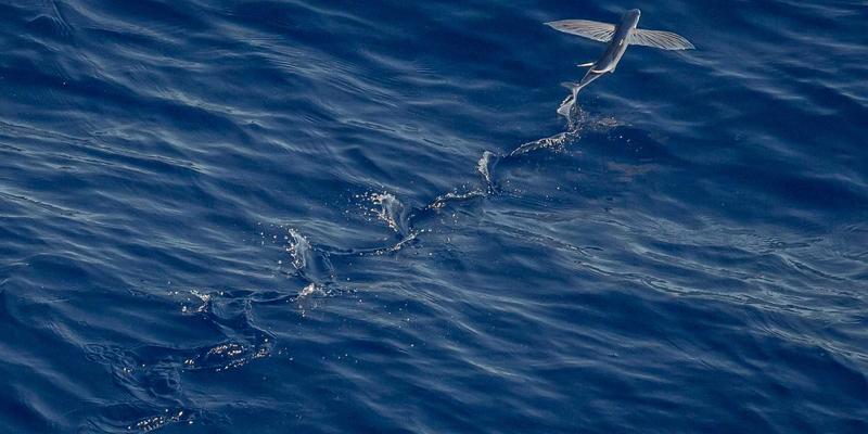 网络数据平面可编程技术：P4语言与智能网卡实践指南